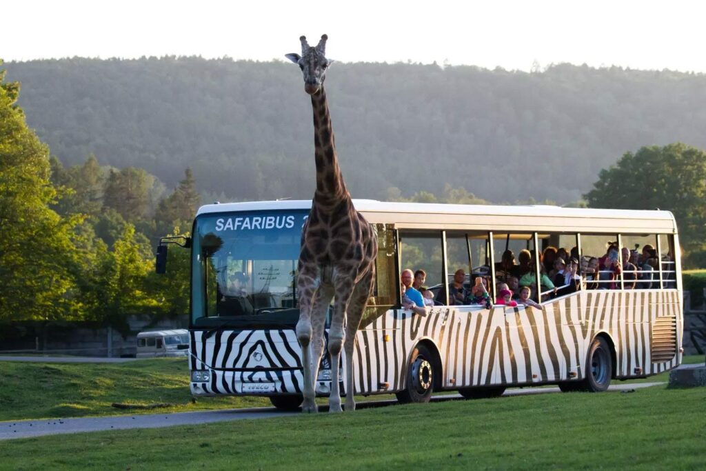 Zwierzęta w ZOO Safari Dvur Kralove
